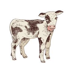 Hand drawn illustration of calf