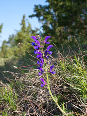 Szałwia lekarska (Salvia officinalis L.) jedna z najstarszych roślin leczniczych © JDziedzic