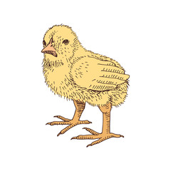 Hand drawn chicken in retro style