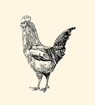 rooster, cock cockerel vintage illustration, line art