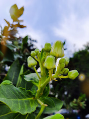 green apple tree