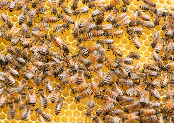 bee queen surrounded by the bees in honeycomb at the daylight,  life of bee colony