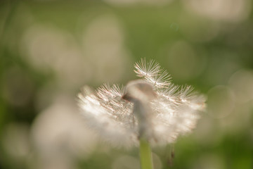 
dandelion pustule on the green meadow in sunshine
