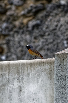 Rouge queue a tete blanche 2