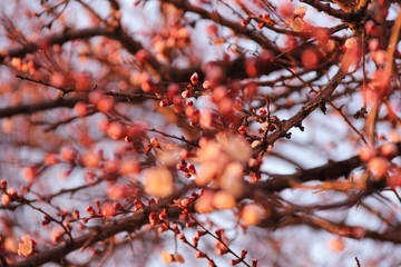 red autumn leaves