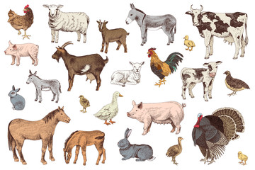 Large set of farm animals with their babies
