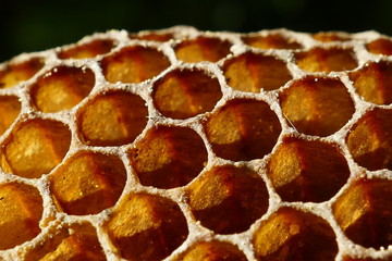 Closeup macro photo of wild bee honeycomb found in the forest after treecuts. Hexagon pattern with honey compartments. 