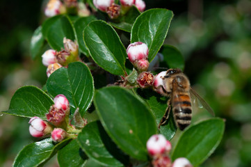 bee vs flower