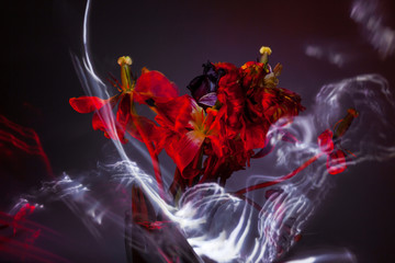 Dying tulip bouquet in red light and in a haze, concept of agony.