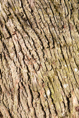 bark of tree as background with copy space