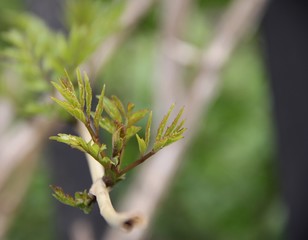 green leaves on a branch