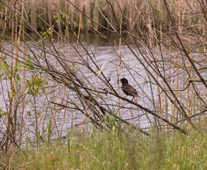 bird on a branch