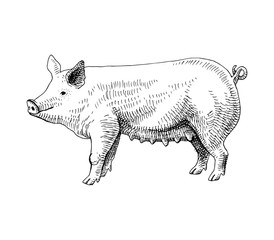 Hand drawn pig