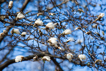 Magnolia in blooming white buds, selective focus.