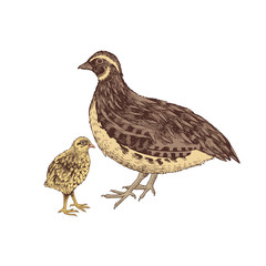 Hand drawn quail familie