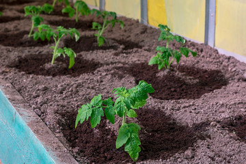 Fresh tomato seedlings in a greenhouse on a garden on a sunny spring day