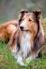 Amerikanischer Collie tricolor wer denkt da nicht an Lassie