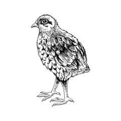 Hand drawn baby quail