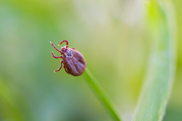 Deer tick sleeping on grass stalk. Ixodes ricinus. The dangerous parasite transmitted infections such as encephalitis and Lyme disease.