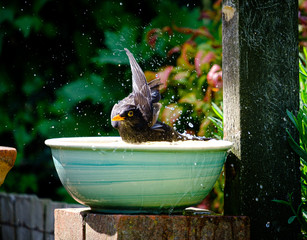 Blackbird in a bath in the sunshine