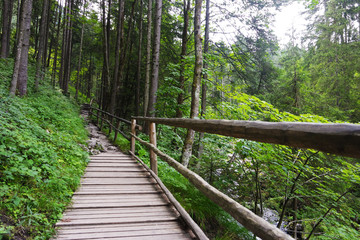 Wooden bridge in the forest