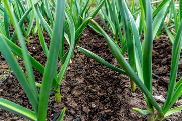 Young sprouts of garlic on a bed close-up.