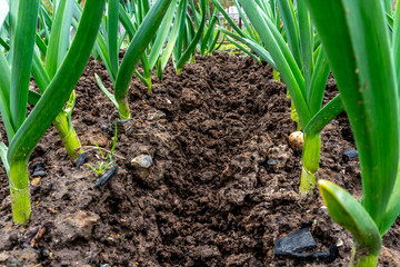 Young sprouts of garlic on a bed close-up.