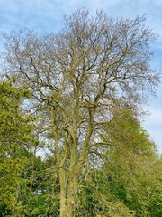 Fototapeta premium trees in the park