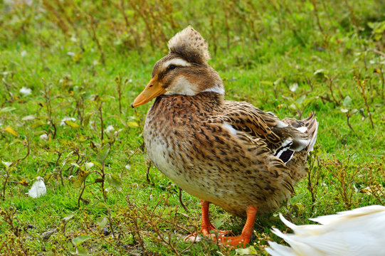 beautiful motley duck with crest on green grass.