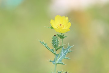 yellow flower in the garden
