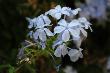 Flores azules llamadas Plumbago auriculata, jazmín azul​, malacara​, Plumbago Azul, Plumbago del Cabo o Jazmín del Cielo