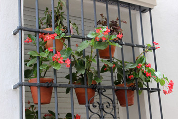 Fototapeta na wymiar Ventana con flores en macetas 