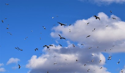 Sky full of seagulls and other birds nature detail
