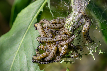 Cluster of ermine moth caterpillars, yponomeutidae, feeding on green leaves of a tree
