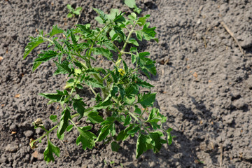 The stem of a tomato grows in the home garden. Garden bed.