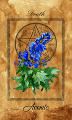 Death. Major Arcana tarot card with Aconite and magic seal.