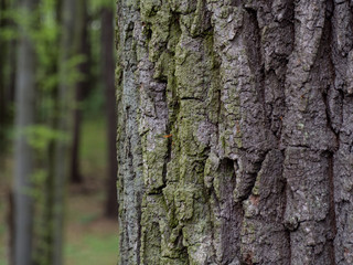 Oak trunk in decidous forest. Bark structure.