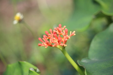red wild flowers in a rural roadside park