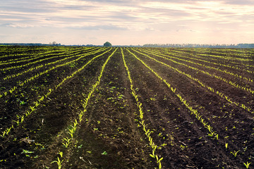 Corn field in spring