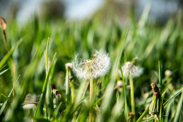 Obraz premium goldgelber Löwenzahn und zarte Pusteblumen