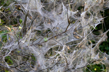 Nesting web of ermine moth caterpillars, yponomeutidae, hanging from the branches of a tree