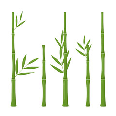 Set of vector bamboo isolated on white