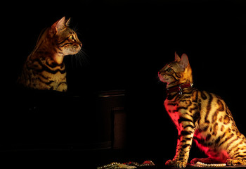 Dwa koty. © Diana