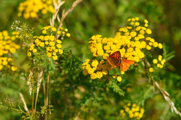 Großer Feuerfalter (Lycaena dispar)  Männchen und Weibchen auf Rainfarn
