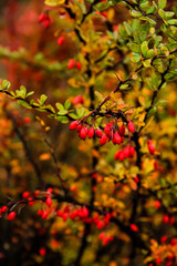 Berberis Thunbergii 'Green Ornament'