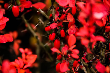 Berberis red