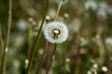 goldgelber L&ouml;wenzahn und zarte Pusteblumen