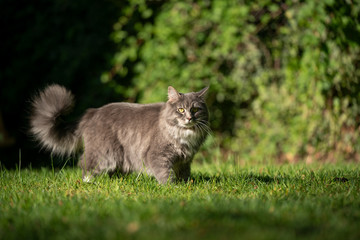 blue tabby maine coon cat with fluffy tail standing on the lawn outdoors in sunlight