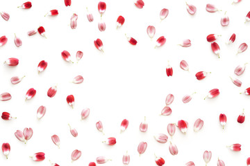 Red Petals On White Background