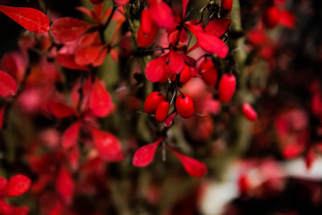 red barberry leaves in autumn